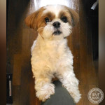 わかりやすい、ぽんず。