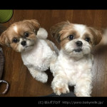 ぽんかぼアタック！！