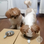 『まま、落ち着いてたべるかぼ。』