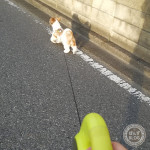 早朝から、もふダッシュ！！