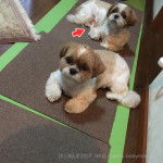 急きょ、中止！