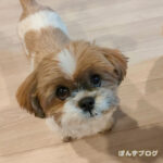 ぐるぐるまゆげ