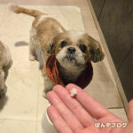 『ごはん（白米）』あげてみた！