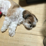 お尻は残して。