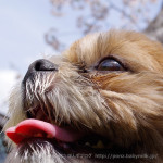 一応・・・花見？？