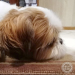 違いのありすぎる親子、鼻編。