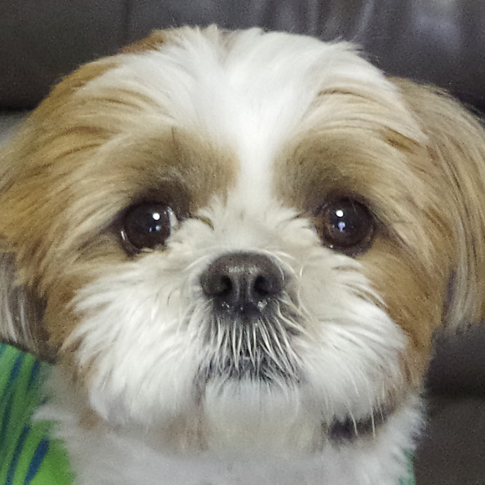 愛犬オリジナルグッズに新商品！