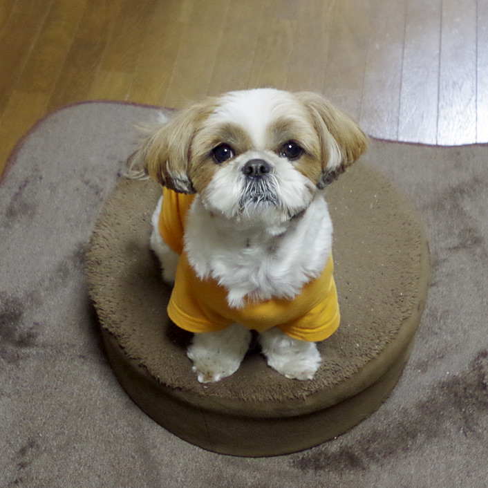 名前入り犬用Tシャツが登場！