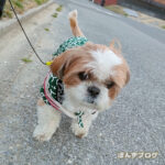 寒いから、はんてん着ておさんぽだよ～