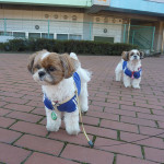 公園で、尻尾ブンブン！