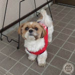 はりきっていくかぼ！