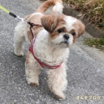 飼い主よりもはりきる、ぽんかぼ。