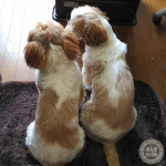 くすぐったいかぼ。