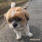 一気に春めいてしまいました