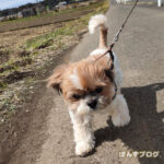 春のもふもふウォーキング