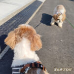 もふストの春。