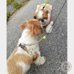 かぼす、説得中。