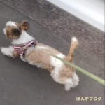 飼い主を鍛える、もふもふ親子。