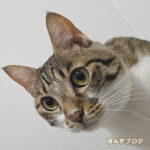 はっさく、1年後のワクチンにゃ!