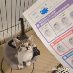 保護猫観察記１５日目：採血