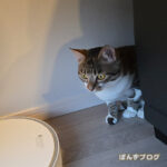 ライバル（？）がいないとおとなしい、はっさく