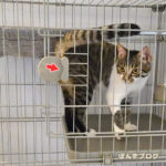 は、はっさくがケージの外に！？