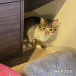 かくれんぼは、負けないにゃ!