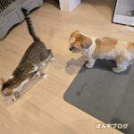 はっさくの事好き？こわい？