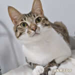 猫あるある：表情が読めない