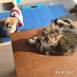 なかなかまったりできません