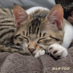 癒しの寝てよう日