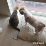 少し落ち着きを見せ始めた、はっさく