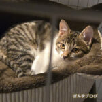 はっさく、ワクチン追加接種行ってきました