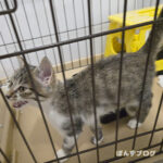 はっさく、ワクチン打ってきました