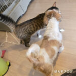 飼い主、ほぼ体力戻ってきました