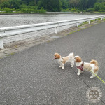 新たな散歩コース