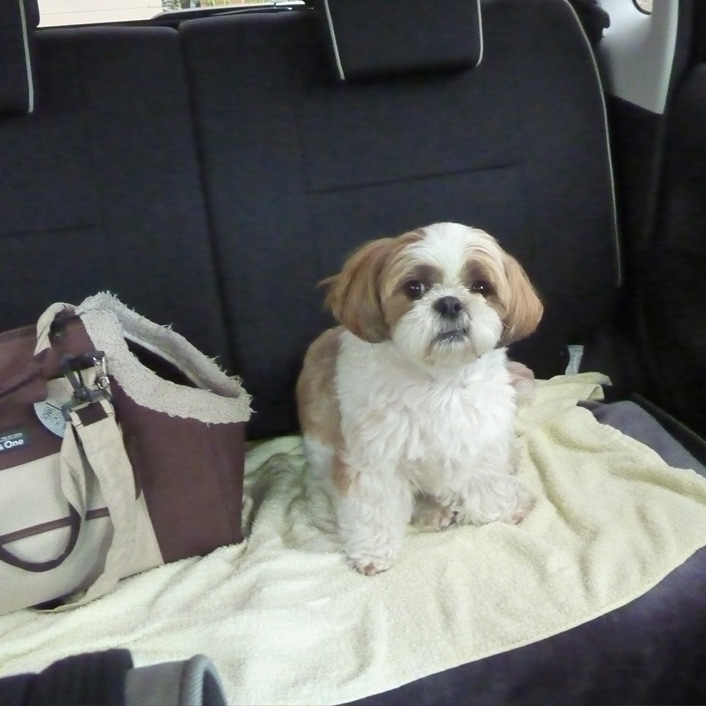 ぽんず交配記（１）：最初の交配