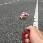 もふトレ、いまのうち！