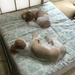 早くも、ぽんず巻き