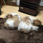 どこでも、くっつき虫。