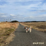 やっぱり散歩好きな子なのです