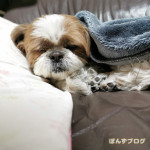 平和を愛する、ぽんかぼ。