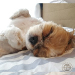 気持ちよさそうな、へそ天！