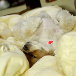 ごろ～ん…へそ天！