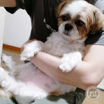 シャンプー効果かな？