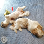 ひっくりカエル！？