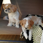 陽だまり、うとうと・・・。