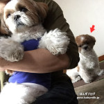 ぽんずまま、おかえりかぼ。