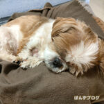 夜カイカイ、夕方すやすや