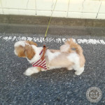 日の出パトロール